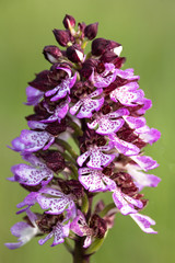 Obraz premium Purpurorchis Orchis purpurea