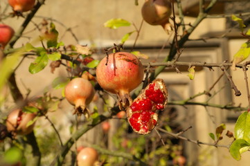 Fruits on a tree