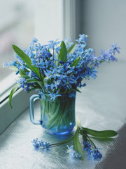 Flowers of the woods (scylla, scilla) in a blue cup on the window