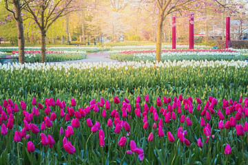 Keukenhof Gardens, flowers and tulips. Netherlands