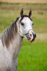 Arabian horse portrait in nature background