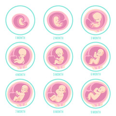 Infographic with stages of embryo, fetus development and pregnancy.