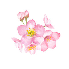季節の花-桜のクローズアップ。　水彩イラスト