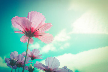 Fototapeta na wymiar Cosmos pink flowers with blue sky retro filter as background
