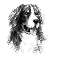 Bernese Mountain Dog. Graphic portrait dog, hand drawing illustration. Vector isolated on a white background. Drawn in pencil and image trace. Drawing in realistic style. Fluffy and friendly dog.