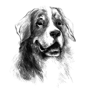 Bernese Mountain Dog. Graphic portrait dog, hand drawing illustration. Vector isolated on a white background. Drawn in pencil and image trace. Drawing in realistic style. Fluffy and friendly dog.