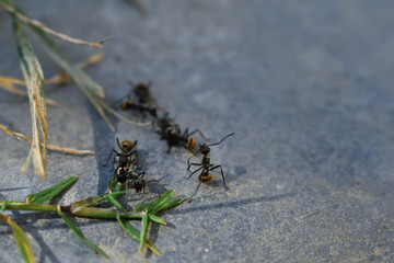 ant on a leaf