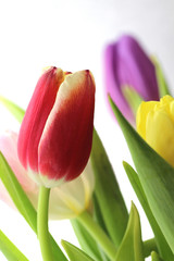 Naklejka premium Mieszane tulipany