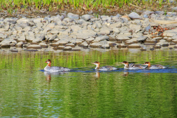 Female red-breasted merganser with ducklings in Yellowstone National Park, Wyoming