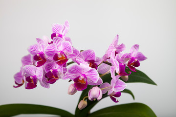 Beautiful pink orchid closeup.