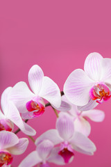 Naklejka na ściany i meble Beautiful pink orchid closeup.