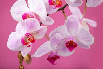 Foto op Canvas Beautiful pink orchid closeup. © Elena Blokhina