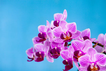 Fototapeta na wymiar Beautiful pink orchid closeup.