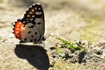 butterfly