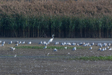 Great White Egret (Egretta alba, Casmerodius albus).