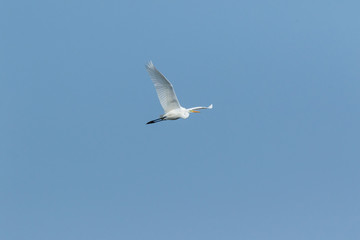 Great White Egret (Egretta alba, Casmerodius albus).