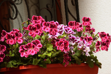 Fototapeta na wymiar Beautiful pink flowers in a pot