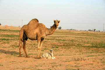 A newborn camel calf with its mother, Arabian Peninsula 