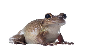 Cuban Treefrog (Osteopilus septentrionalis).  Isolated on white background