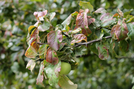 Apple Tree Branch With Leaves Damaged By Cacopsylla Mali Syn Psylla Mali Or Apple Sucker Foliage With Brown Spots Buy This Stock Photo And Explore Similar Images At Adobe Stock