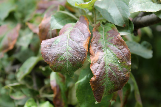 Apple tree leaves damaged by Cacopsylla mali (syn. Psylla mali) or Apple Sucker. Foliage with brown spots