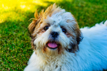 dog on grass