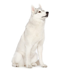 Naklejka na ściany i meble Siberian Husky Dog Isolated on White Background in studio