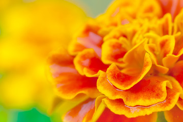 Fototapeta premium Close up view on a orange tagetes (marigold) flower in the garden (shallow depth of field, macro)