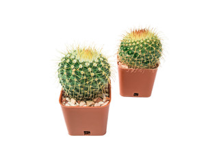 Close-up photos of small cactus isolated on a white background