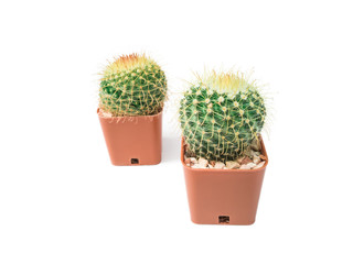 Close-up photos of small cactus isolated on a white background