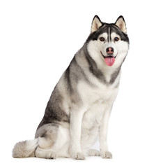 Siberian Husky Dog Isolated  on White  Background in studio