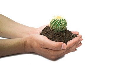 Naklejka na ściany i meble Small cactus photos in the hands of men separated on a white background