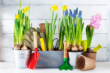 Gardening tools and seedling of spring bulbous flowers for planting on flowerbed in the garden. Horticulture concept.