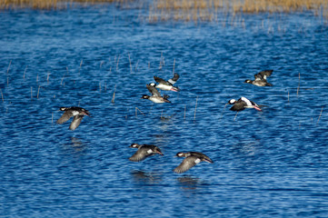 Flock of black and white ducks taking off from grassy wetlands in the panhandle of florida low over the water