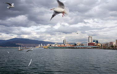 Fototapeta na wymiar Seagull in flight, Izmir, Turkey