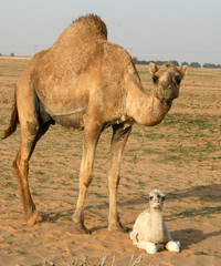 Little camel in Saudi Arabia The camel is a cute and funny animal