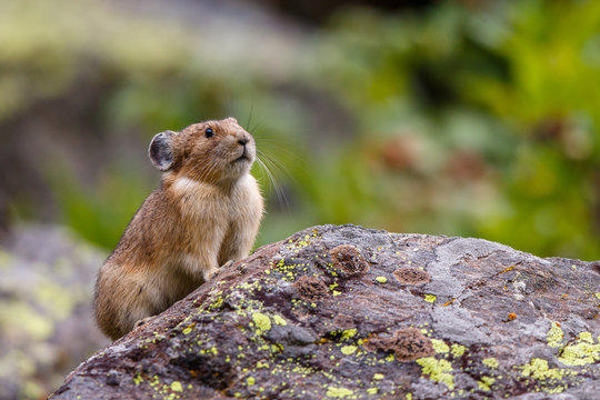 Pika Curiosity