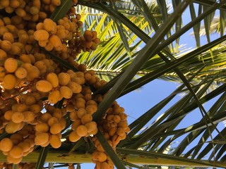 Caribbean beach palm tree green branches and tropical fruits on summer blue sky