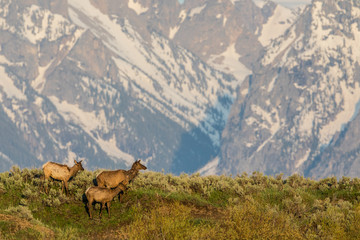 Elk and the Mountains