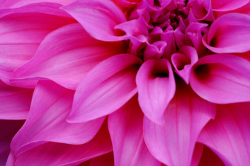 Close up pink flower for backgound or texture