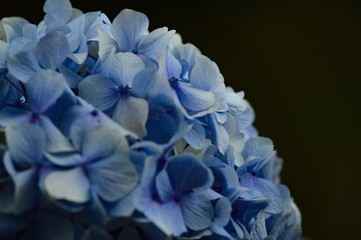 Fototapeta na wymiar blue flower on black background