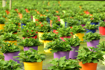 rows of flower pot