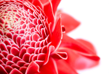 Red torch ginger flower