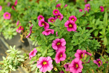 flowers in garden