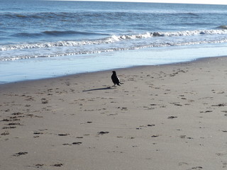 Fototapeta na wymiar crow walking on beach