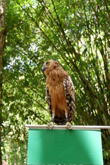 owls are rare with beautiful eyes that live in the wild
