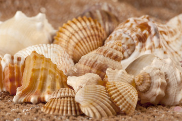 seashells on white background