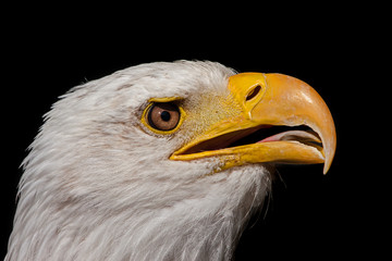 bald eagle portrait