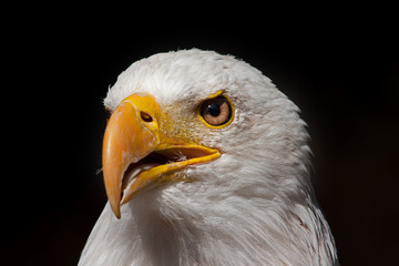 bald eagle portrait