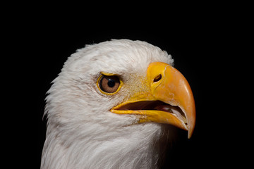 bald eagle portrait